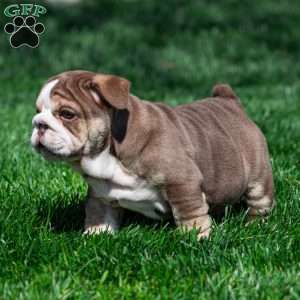 Marina Mocha, English Bulldog Puppy